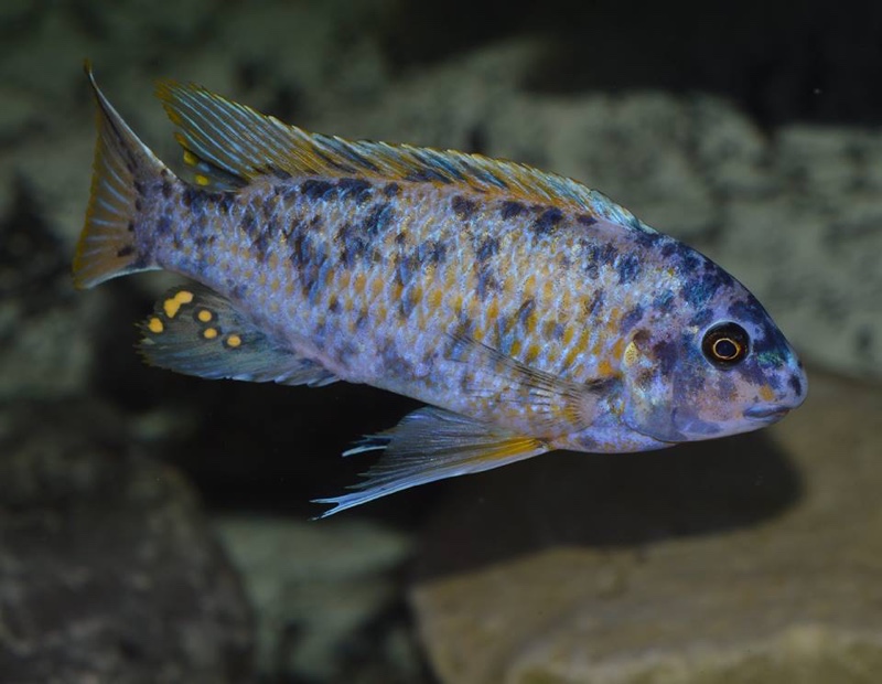 Labeotropheus fuelleborni 'Chinyankwazi Island'